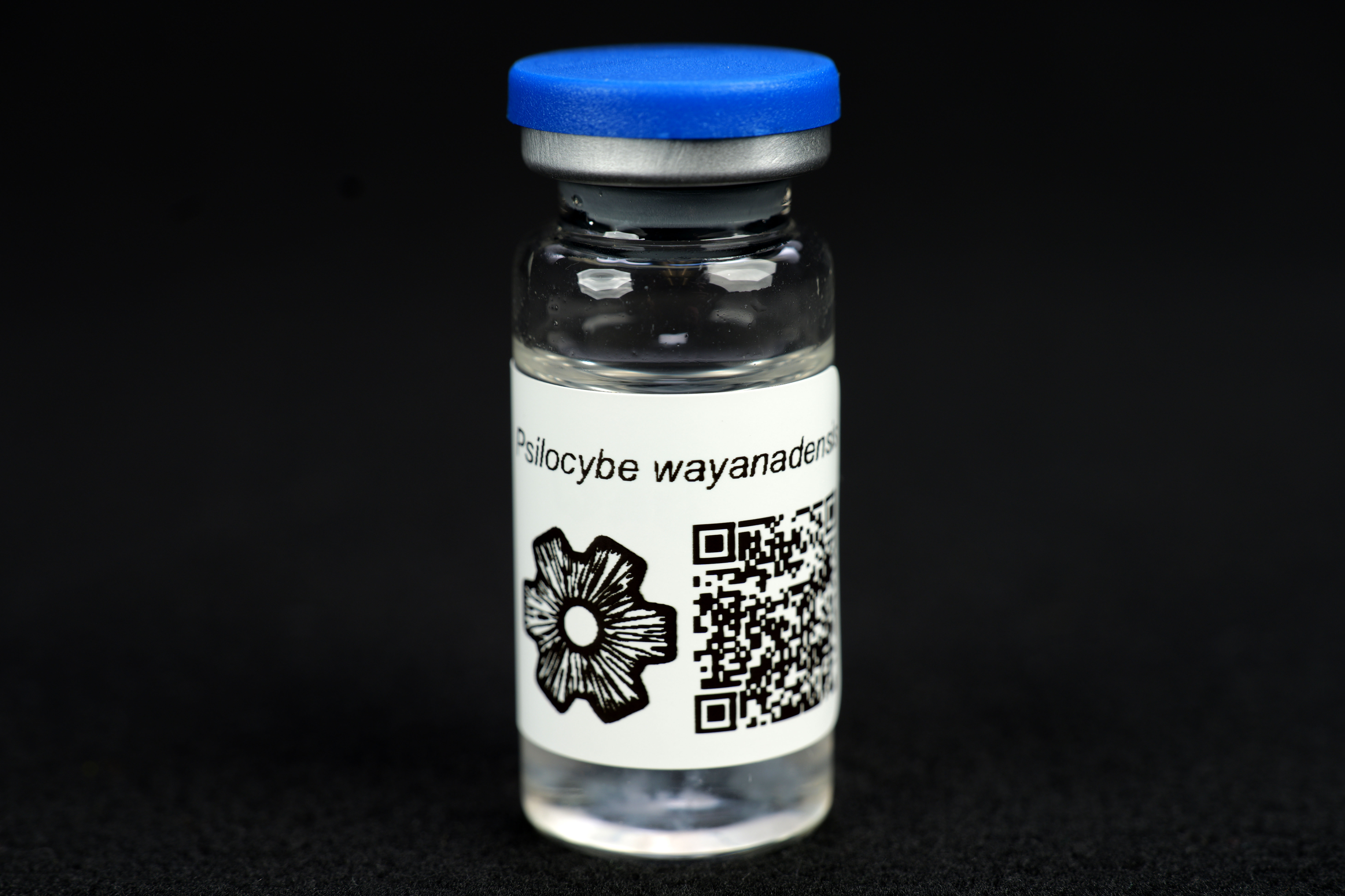 Psilocybe wayanadensis : MycoTrue(TM) Isolate Vial